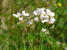 Cardamine pratensisPinksterbloem bestellen